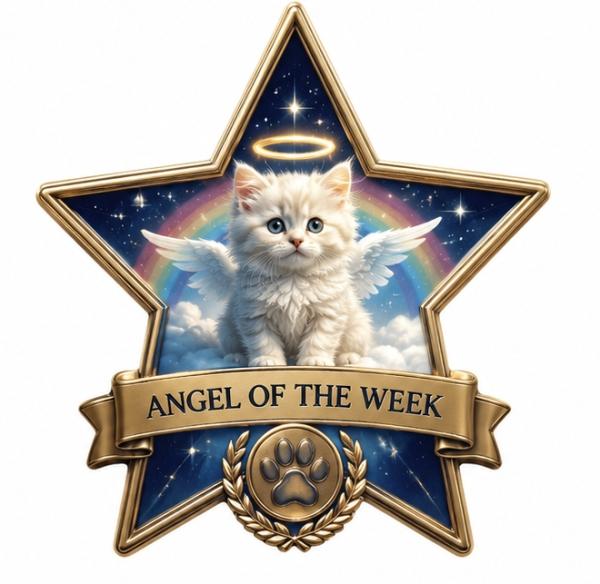 an angel of the week award